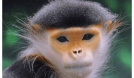 猴子爆料最新消息视频大全,最新消息视频大全精彩回顾